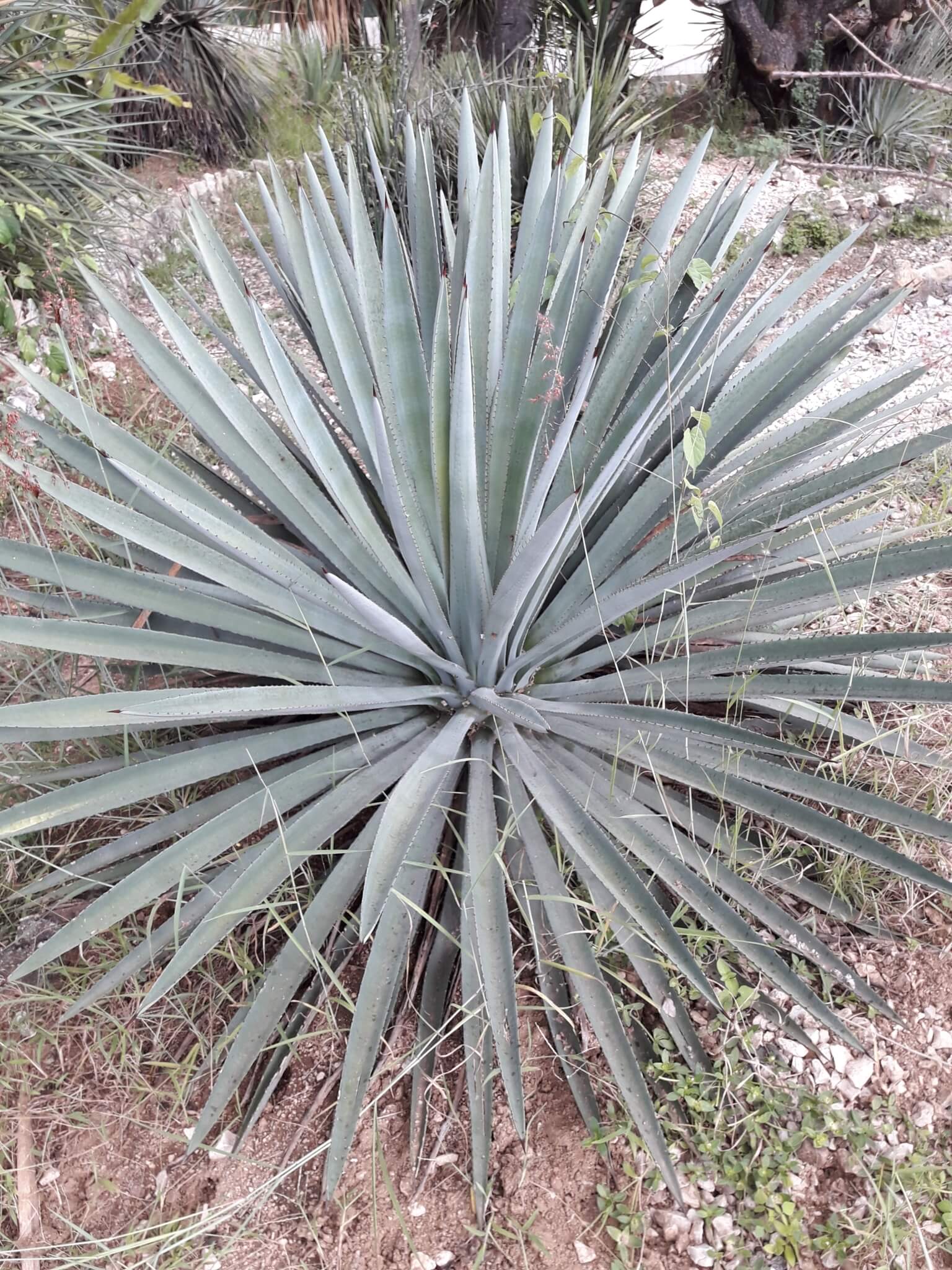 Agave vivipara
